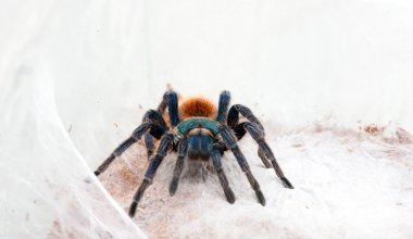 Chromatopelma cyaneopubescens