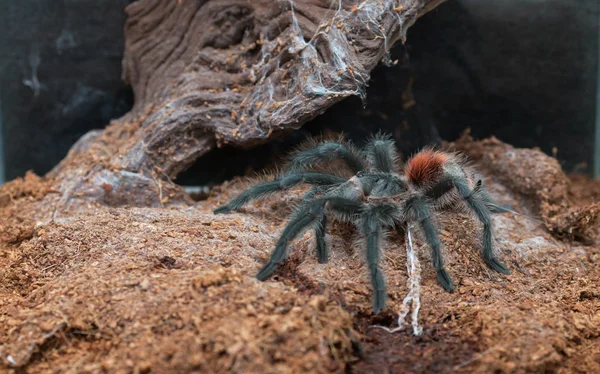 Grammostola iheringi — Foto de Stock