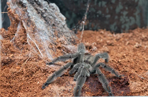 Psalmopoeus irminia — Stock fotografie