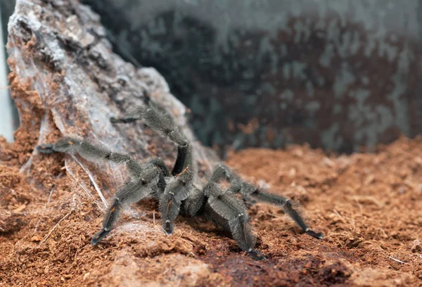 Salmopoeus irminia —  Fotos de Stock