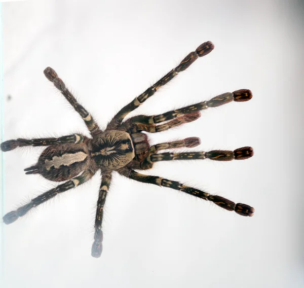 Poecilotheria ornata — 스톡 사진