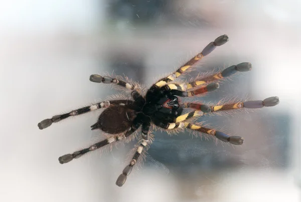 Poecilotheria ornata — 스톡 사진