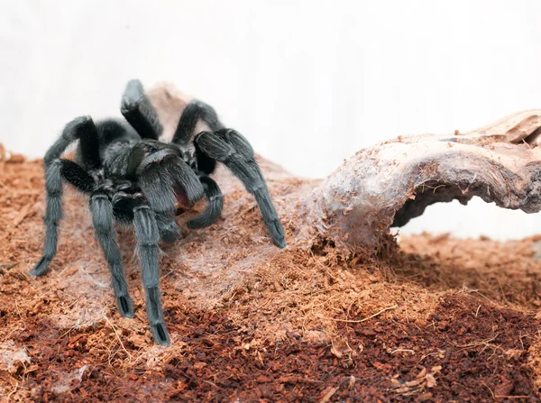 Grammostola pulchra — Stock fotografie