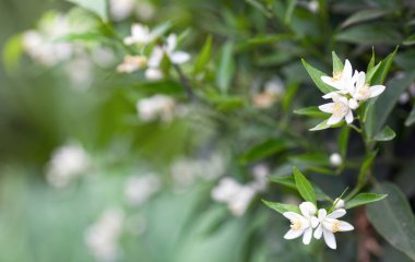 narenciye çiçekler