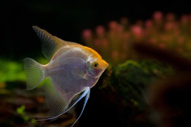 Siyah arkaplanda balık