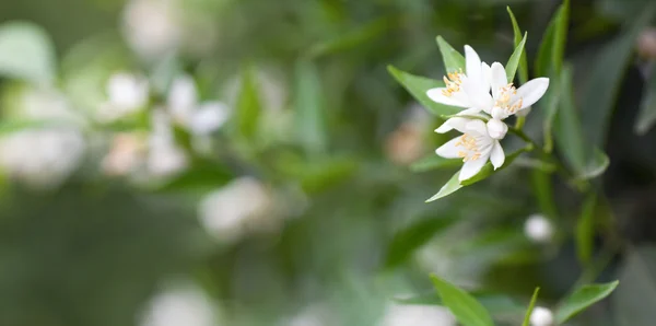 Citrus flowers — Stock Photo, Image