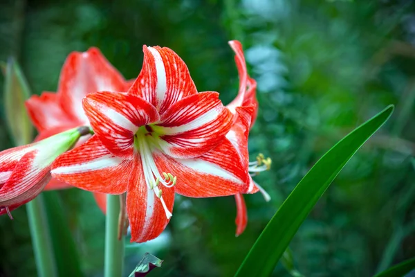 Красный тропический цветок — стоковое фото