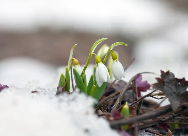 Gotas de neve na primavera — Fotografia de Stock