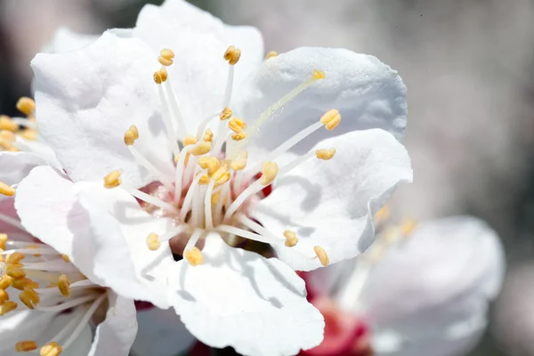 Flor de cereza — Foto de Stock