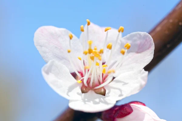 Cherry flower — Stock Photo, Image