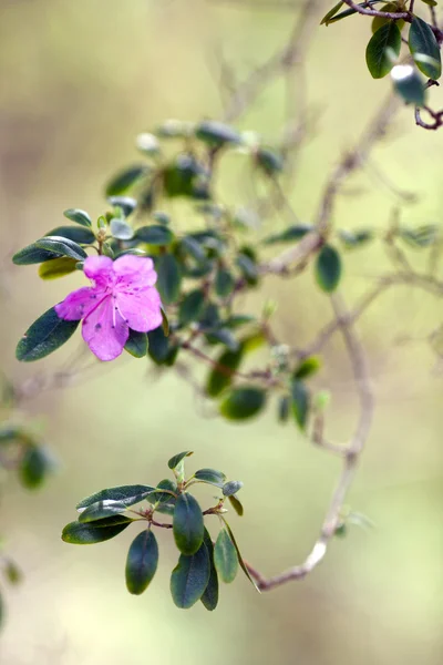 Flor de primavera — Foto de Stock