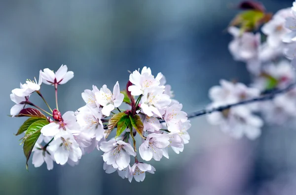 Cherry blossoms — Stock Photo, Image