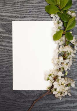 kiraz çiçekleri ve kağıt