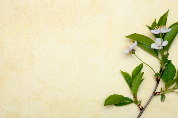 Cherry blossoms and paper — Stock Photo, Image