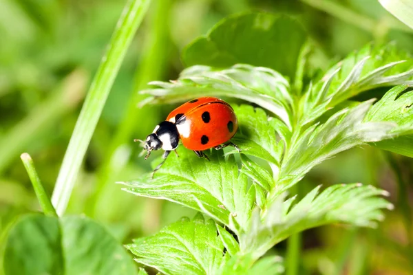 Mariquita en una hoja verde — Foto de Stock