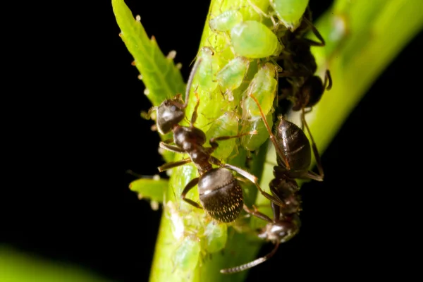 Ants on a branch — Stock Photo, Image