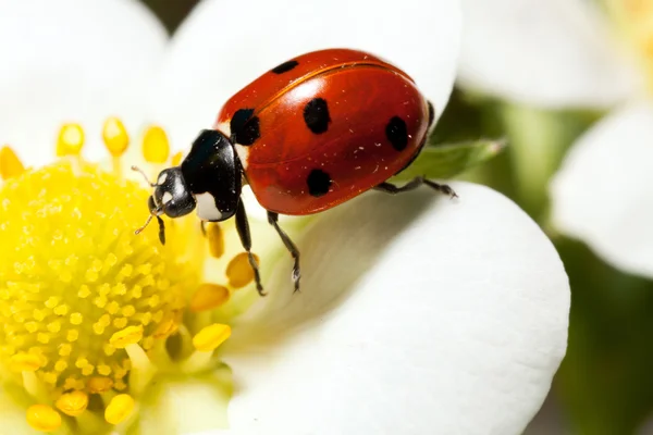 Mariquita en una flor — Foto de Stock