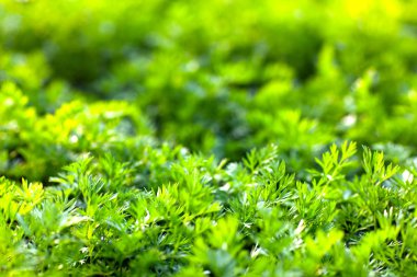 maydanoz yakın çekim