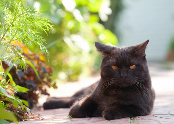 Лежачи чорна кішка Стокове Зображення