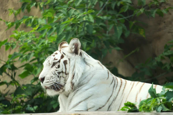 Tigre branco — Fotografia de Stock