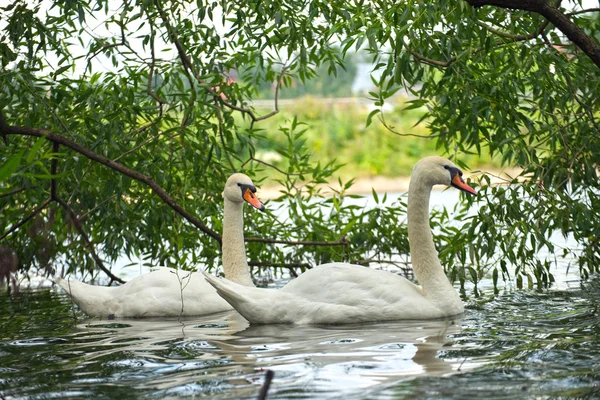 Dos cisnes —  Fotos de Stock