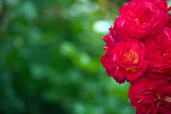 Red roses — Stock Photo, Image