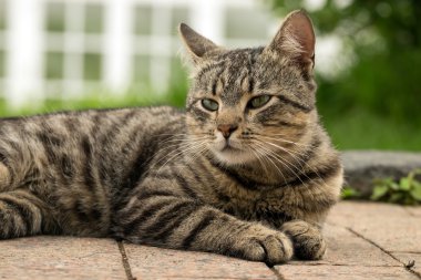 tekir kedi