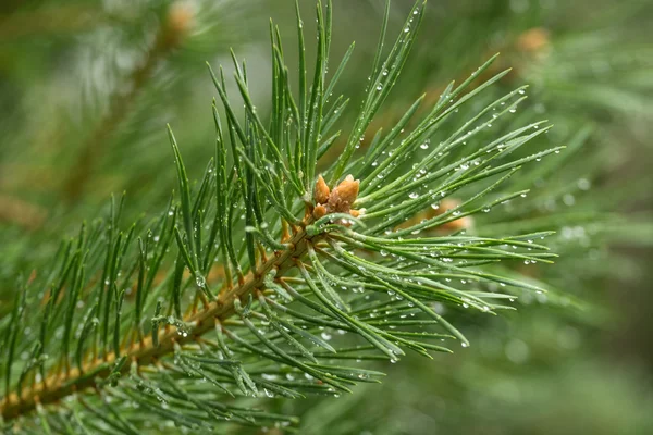 Drops on pine branch — Stock Photo, Image