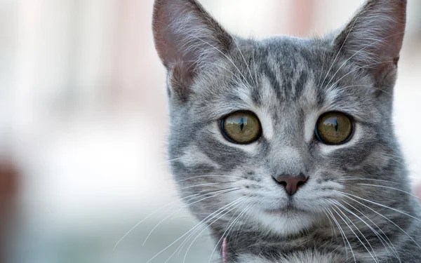 Gatto grigio — Foto Stock