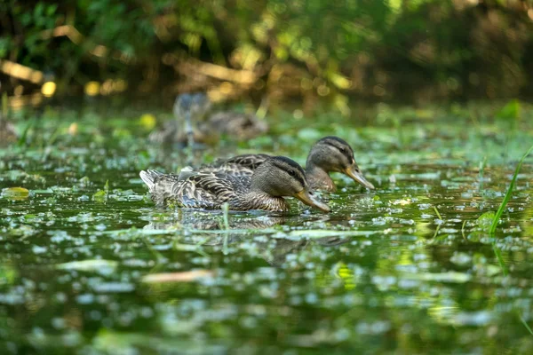 Pato na água — Fotografia de Stock