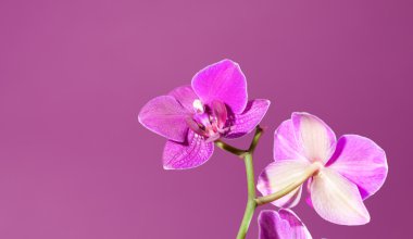 pembe orkide
