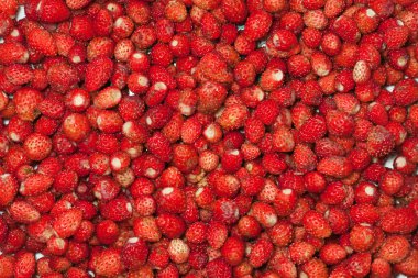 Yaban çilekleri portre