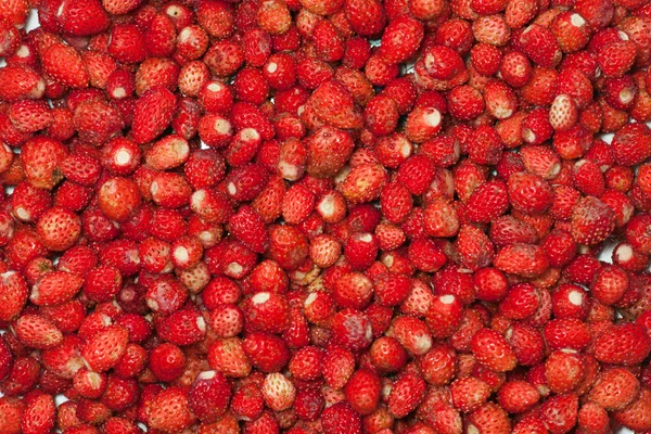 Wild strawberries closeup — Stock Photo, Image