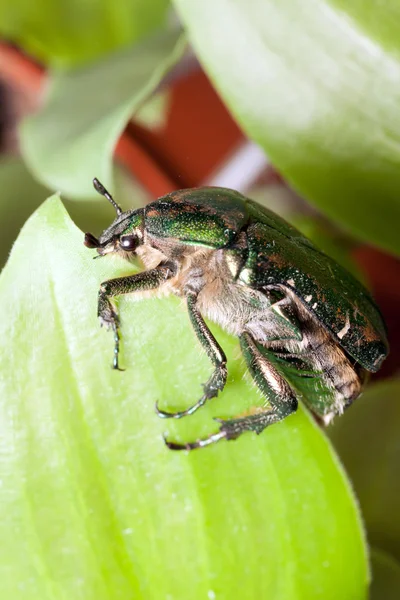 Groene kever — Stockfoto