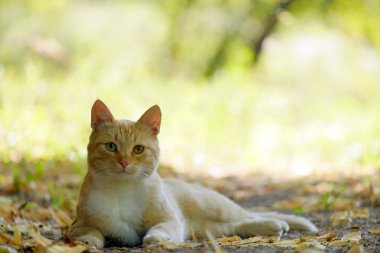 Kızıl saçlı kedi