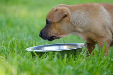 Köpek ve bir kase