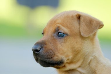 Kızıl başlı köpek yavrusu