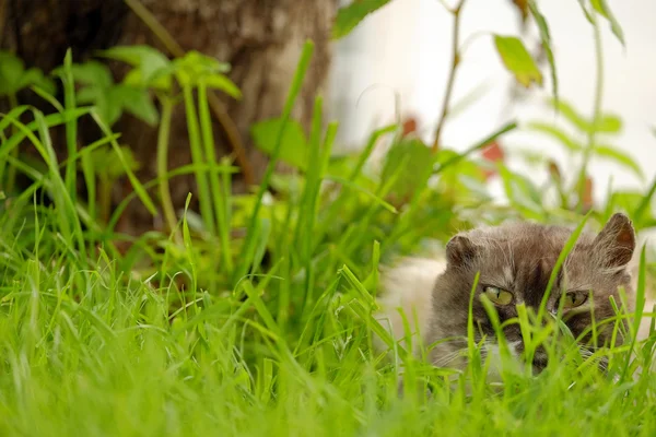 Kot w trawie — Zdjęcie stockowe