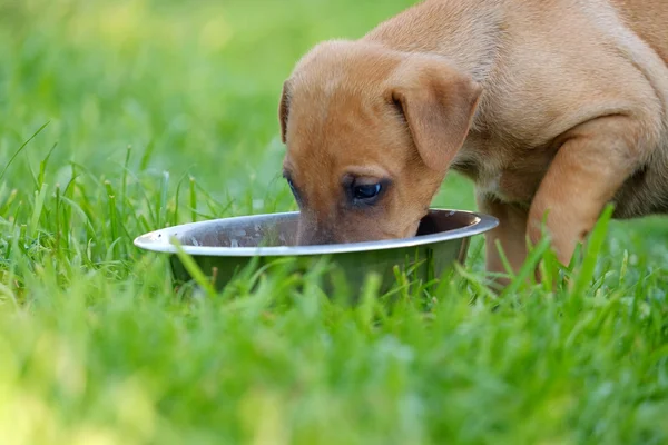 Filhote de cachorro e uma tigela — Fotografia de Stock