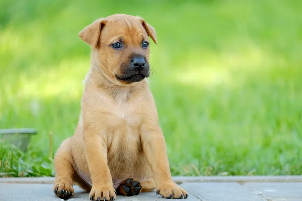 Rood-headed puppy Rechtenvrije Stockfoto's