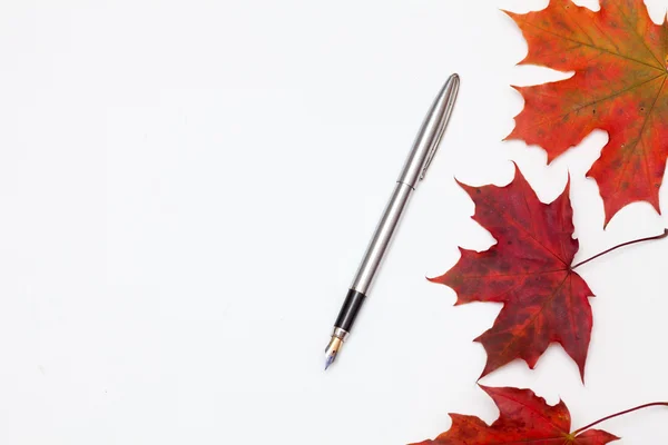 Penna e foglie — Foto Stock