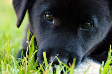 siyah köpek yavrusu