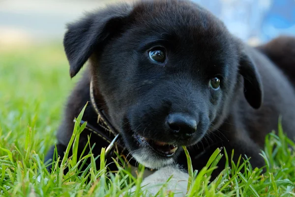 Siyah köpek yavrusu — Stok fotoğraf