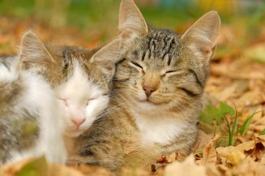 İki kedi.