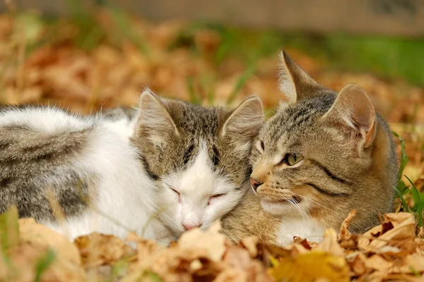 Två katter — Stockfoto