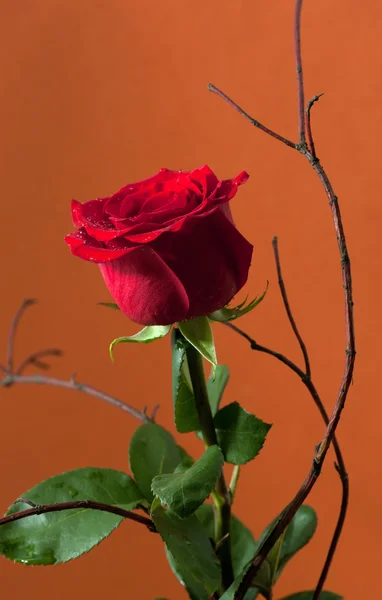 Роза на помаранчевому фоні — стокове фото
