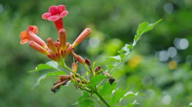 Üzerinde karıncalar olan bir Amerikan trompet sarmaşığına yakın plan.