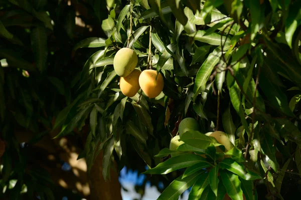 Mango tree Royaltyfria Stockfoton