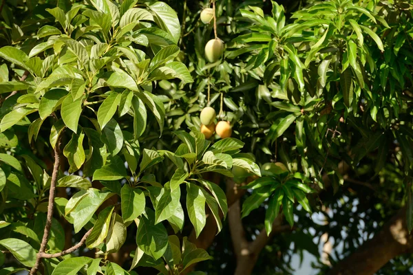 Mango tree Stockbild