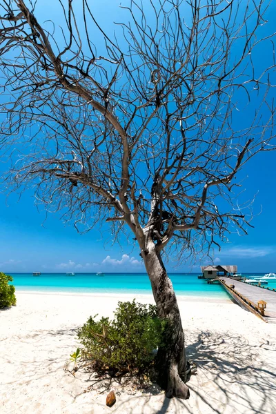 Δέντρο στην παραλία — Φωτογραφία Αρχείου